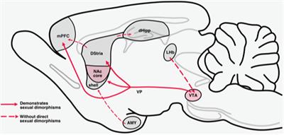 Sex Differences and the Role of Estradiol in Mesolimbic Reward Circuits and Vulnerability to Cocaine and Opiate Addiction